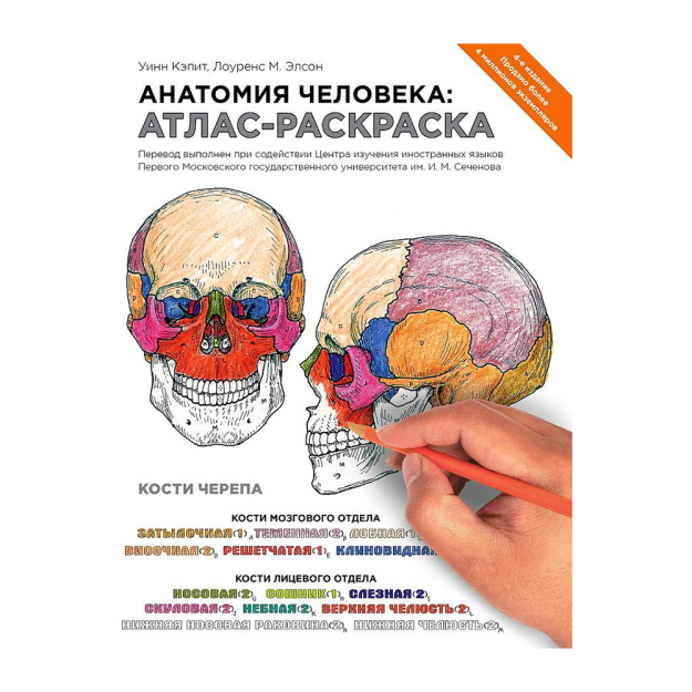 Анатомия человека: атлас 15060 290х22