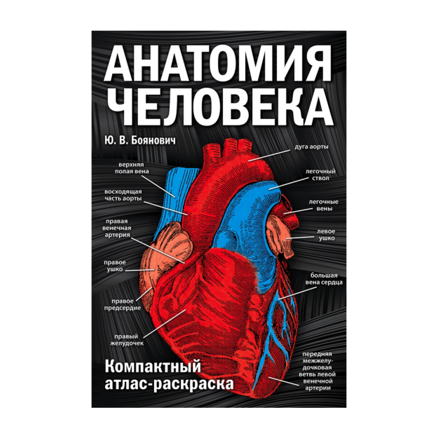 Анатомия человека: компактный атлас-раскраска 86484 234х160х12