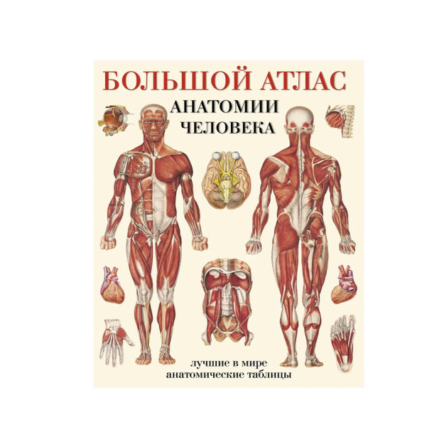 Inson anatomiyasining katta atlasi (obl) 5x258x324 79109