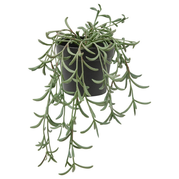 Sun'iy O'simlik Fejka, Senecio Radicans, 9 Sm