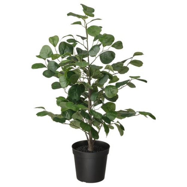 Soxta ficus mikrokarpa moklame 005.229.76