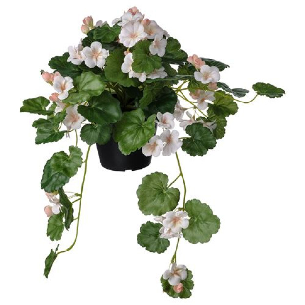 Soxta pelargonium gul pushti