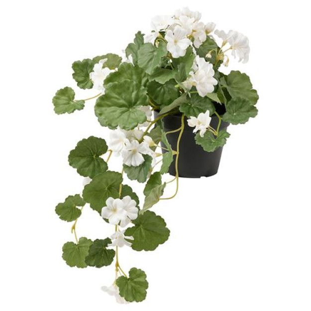 Soxta pelargonium gullari oq