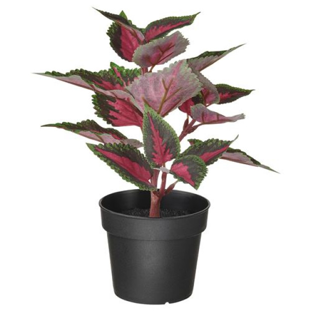 Soxta marigoldlar