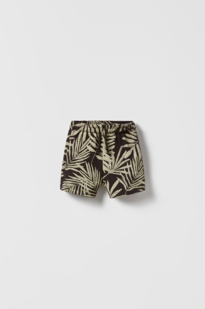 Palma daraxti Bermuda shortilari 3-4 yil (104 sm)