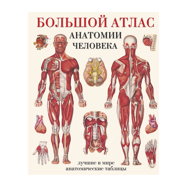Лучший атлас по анатомии. Атлас &quot;анатомии человека. системы и органы&quot; - издательство астрель. махиянова е.б большой атлас анатомии человека. большой атлас анатомии человека самусев. атлас анатомии человека.